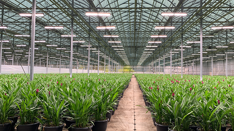 Hendriks Greenhouses with Heliospectra lights
