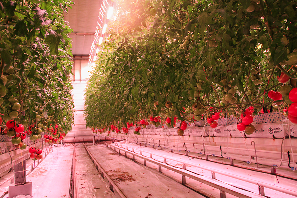 Mitra X at Tomatoworld