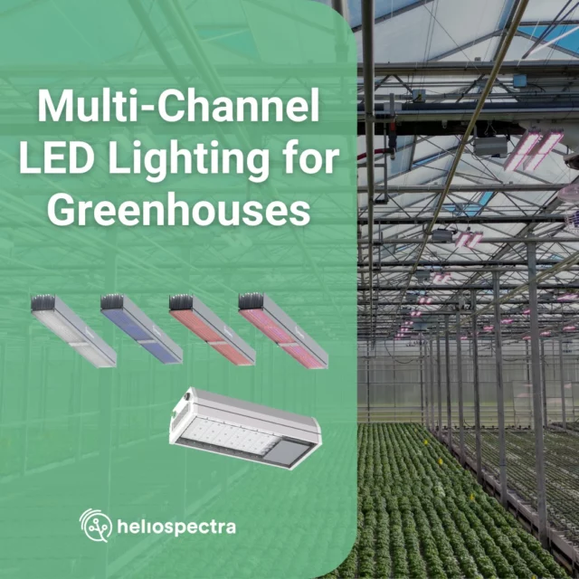 What is Multi-Channel LED lighting and what advantages can it bring to your greenhouse?  In our latest article, we break down how this technology works and how it helps optimize crop strategies for everything from young plants to tomato and strawberry cultivation.  👉 Read more via link in bio